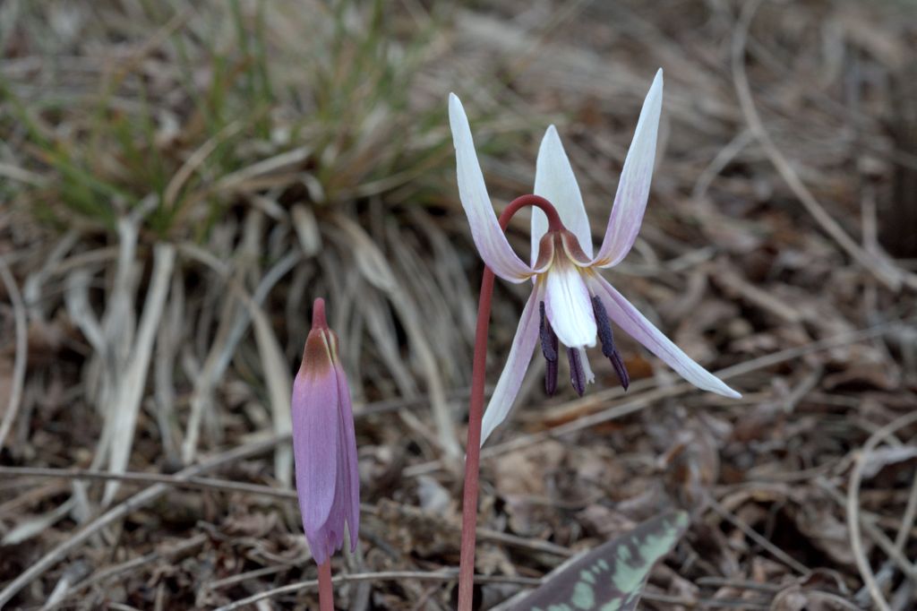 Variabilit cromatica dell''Erythronium dens-canis